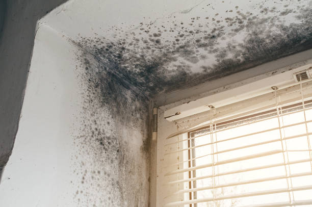 Affordable Basement Mold Removal solutions in Church Creek, MD