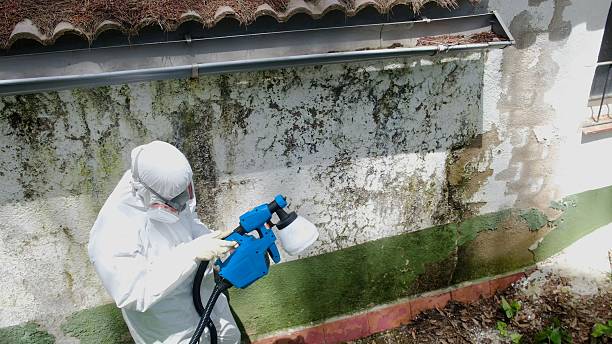 Trusted Black Mold Removal service in Church Creek, MD - Cheap Mold Removal